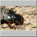 Harpalus rufipes - Laufkaefer w02c 15mm.jpg